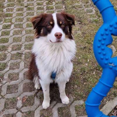 Hundetreffen-Tollrunde am Deich-Bild