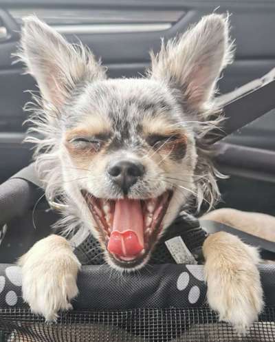 Zeige das lustigste Bild eures Hundis-Beitrag-Bild