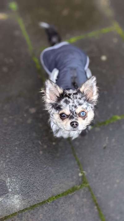 Die besten Hundeblicke 🐾❤️-Beitrag-Bild