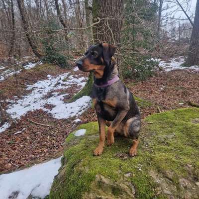 Hundetreffen-Spieltreffen-Profilbild