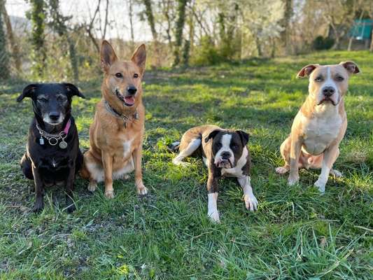 Hundetreffen-Socialwalks/ Freilauf treffen-Bild