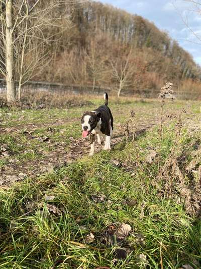 Hundeauslaufgebiet-Wiese Güdingen/Neumühlerweg-Bild