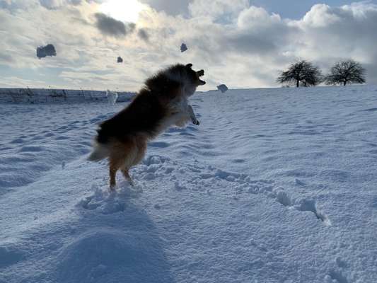 Foto Challenge Nr.: 114
Hunde im Schnee-Beitrag-Bild