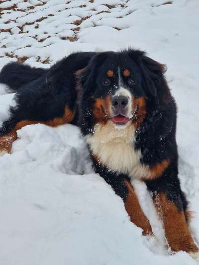 Reinrassige Hunde?-Beitrag-Bild