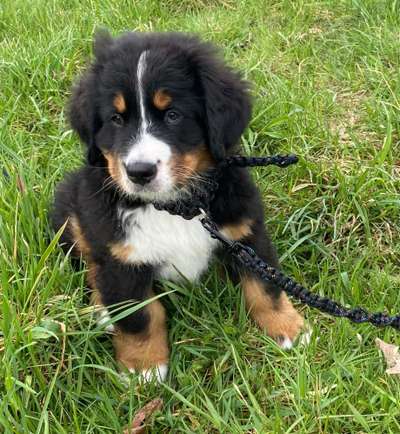 Welpen Bilder !-Beitrag-Bild