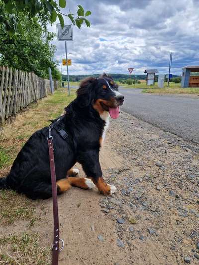 Reinrassige Hunde?-Beitrag-Bild