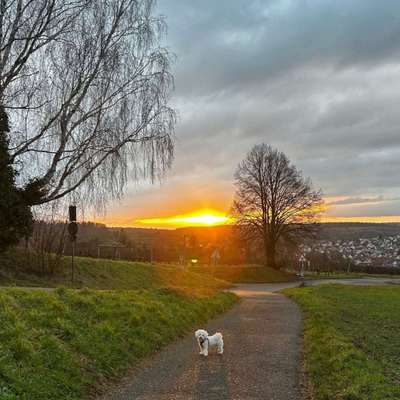 Hundetreffen-Dog Friends Happy-Bild