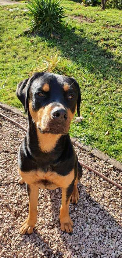 Hundetreffen-Sozial walk-Bild