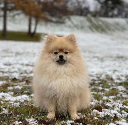 Hundetreffen-Spieletreffen im Olympiapark-Bild