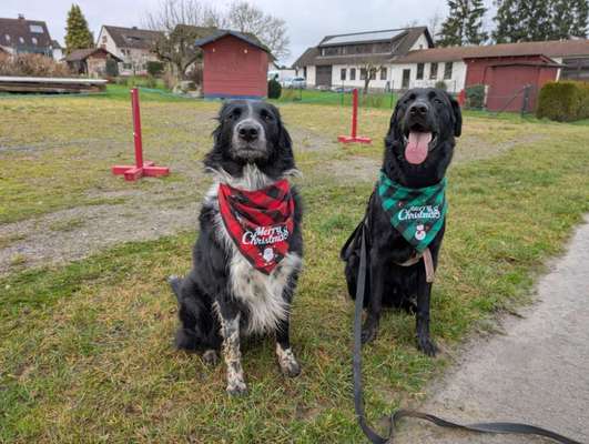 Hundetreffen-Gassi und Spiel mit Coco und Balu-Bild