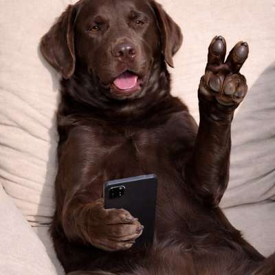 Hundetreffen-Spielrunde Bruggerhorn St.Margrethen-Bild