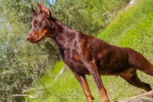 Die Dogorama Monats Challenge "Es grünt und blüht"-Beitrag-Bild