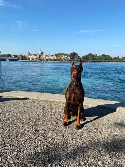 Dogorama-Monats-Challenge-Mai "Wasser"-Beitrag-Bild