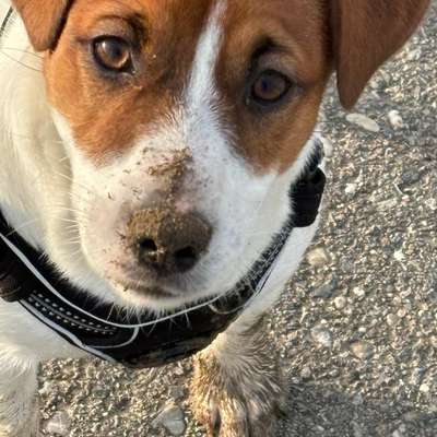 Hundetreffen-Gassirunde-Bild