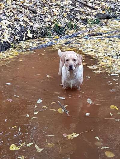 Dogorama Photo Challenge - Tierischer Urlaub-Beitrag-Bild