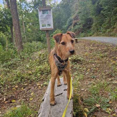Hundetreffen-Gassi gehen rund um Bad Camberg/oberselters-Bild