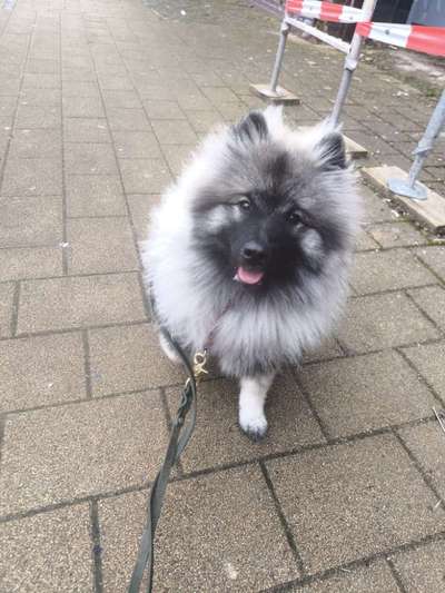 Hier dreht sich alles um den Wolfsspitz-Beitrag-Bild