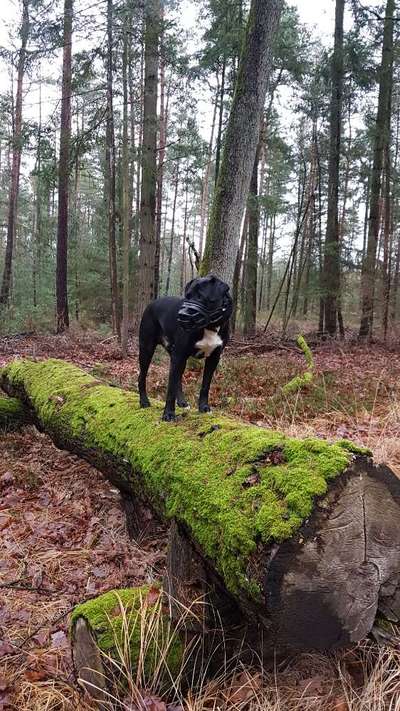 Labradorfans-Beitrag-Bild