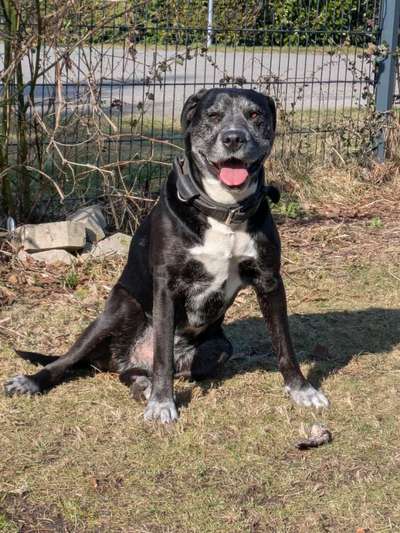 Labradorfans-Beitrag-Bild