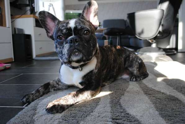 Zeigt her eure Frenchi-Beitrag-Bild