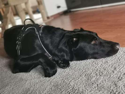 Labradorfans-Beitrag-Bild