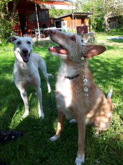 Hund aus dem Spanischen Tierschutz-Beitrag-Bild