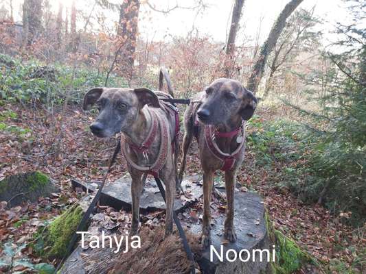 Hund aus dem Spanischen Tierschutz-Beitrag-Bild