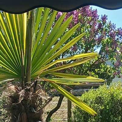 Hundetreffen-Gemeinsame Hundetreffen-Bild