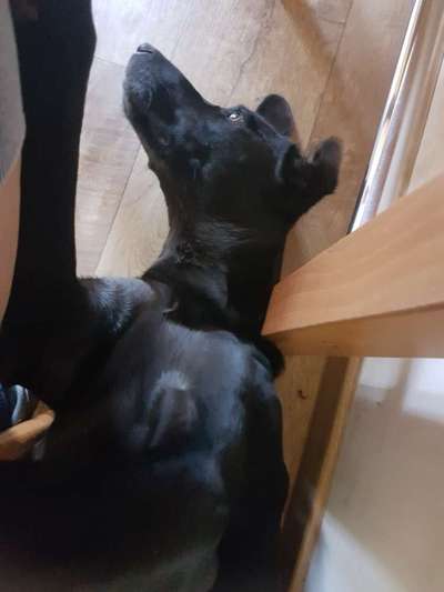 Die Dogorama Wochen Challenge-Beitrag-Bild