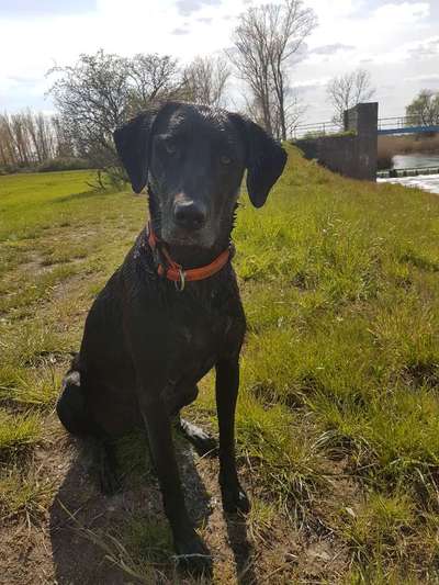 Mischlingshunde Foto Aufruf-Beitrag-Bild