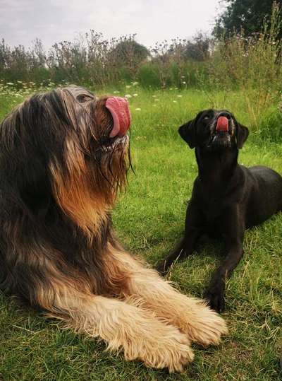 Tongue Out Tuesday-Beitrag-Bild