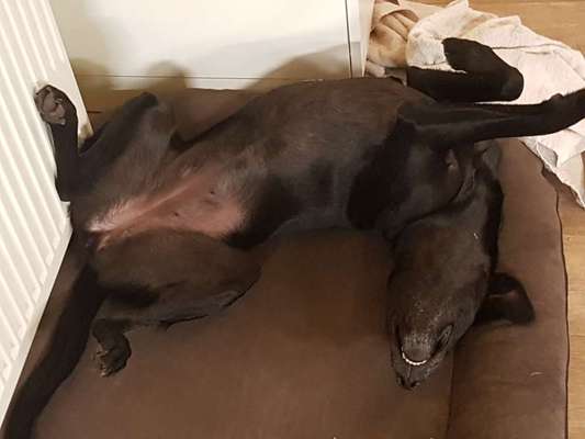 Zeigt mir die lustigsten Schlafpositionen eurer Fellnasen-Beitrag-Bild