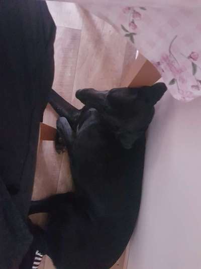 Zeigt mir die lustigsten Schlafpositionen eurer Fellnasen-Beitrag-Bild