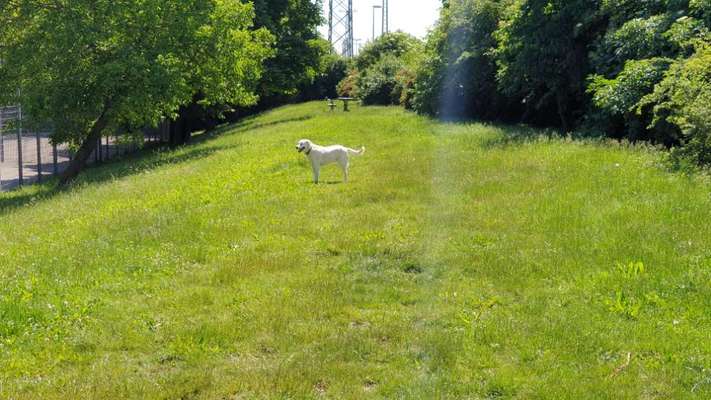 Hundeauslaufgebiet-Hütteldorfer Hundezone-Bild