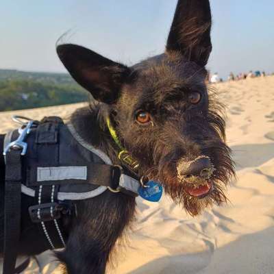 Hundetreffen-Sozialisierung mit neuen Hundefreunden-Bild