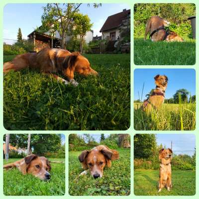 39. Collagen Challenge - Dein Hund auf einer Wiese-Beitrag-Bild