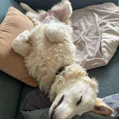Tierschutzhunde suchen ein Zuhause-Beitrag-Bild