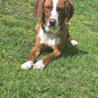 Tierschutzhunde suchen ein Zuhause-Beitrag-Bild