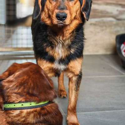 Tierschutzhunde suchen ein Zuhause-Beitrag-Bild