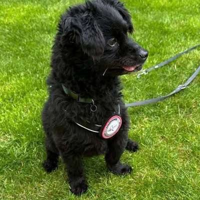 Tierschutzhunde suchen ein Zuhause-Beitrag-Bild