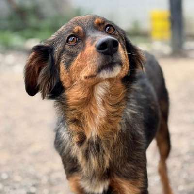 Tierschutzhunde suchen ein Zuhause-Beitrag-Bild