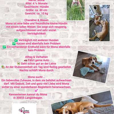 Tierschutzhunde suchen ein Zuhause-Beitrag-Bild