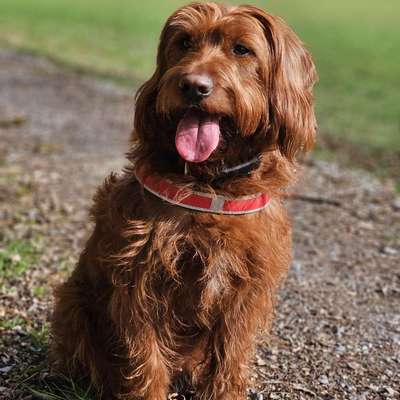 Hundetreffen-Spaziergang und ruhige Hundebegegnungen-Bild