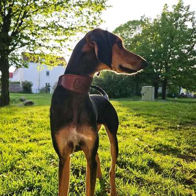 Hundetreffen-Suche noch Spaziergänger Freunde