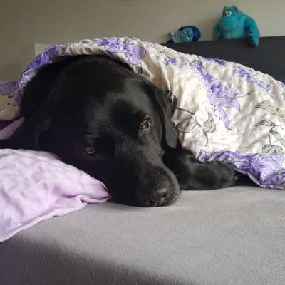 Darf der Hund bei Euch im Bett schlafen?-Beitrag-Bild