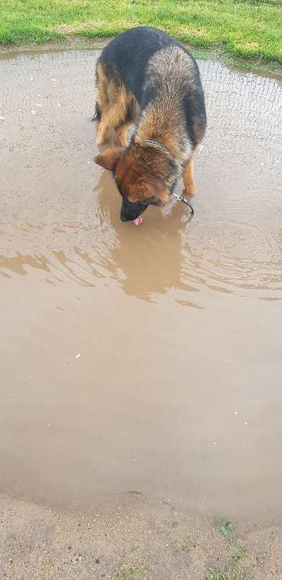 Die Dogorama Wochen Challenge: “Regenspaziergänge"-Beitrag-Bild