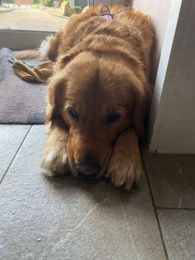 Wo sind die Golden Retriever Liebhaber?-Beitrag-Bild