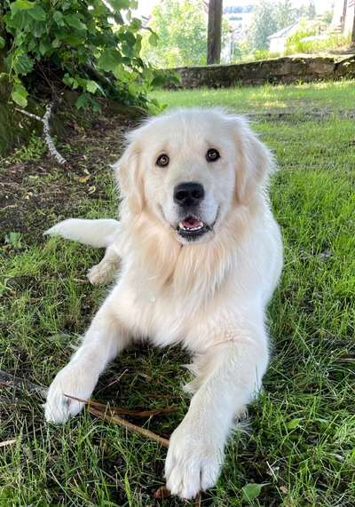 Wo sind die Golden Retriever Liebhaber?-Beitrag-Bild