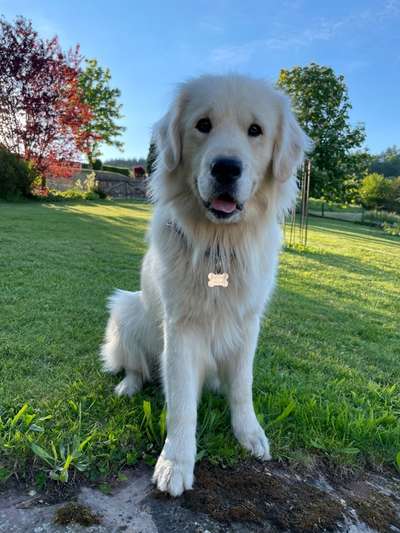 Die Dogorama Kalender Challenge 4/4-Beitrag-Bild