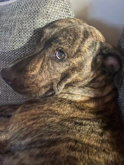 Comedyprogramm Hund:-Beitrag-Bild